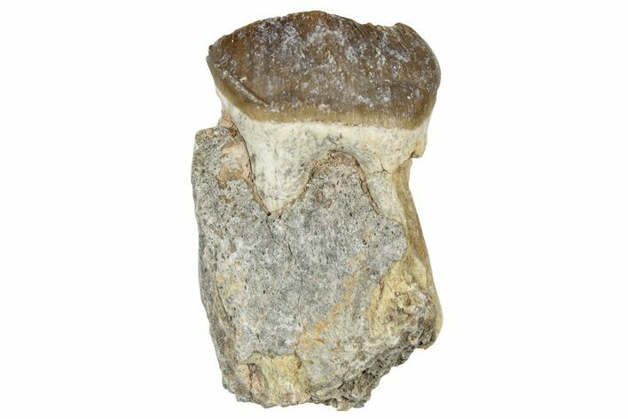 Fossil Running Rhino (Hyracodon) Jaw Section - South Dakota #300421